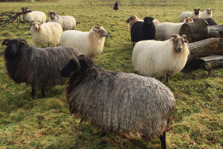 500 g A-Klasse - Drenter Heideschaf (Braunschwarz)