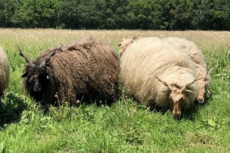 500 g Lammwolle - Zackelschaf (Naturfarben)