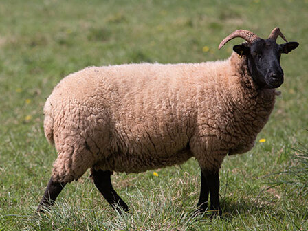 500 g A-Klasse - Norfolk Horn (Elfenbeinfarbig)