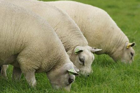 Gezwirntes Strickgarn LL 400 m - Texelschaf Lammwol. (Wollweis)