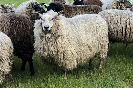 F&uuml;llwolle 500 g - Reines luftige Flocken