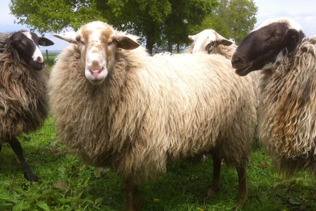 1 kg Lammwolle - Schoonebeeker (Naturfarben)