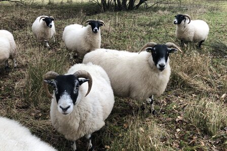 500 g A-Klasse - Scottish Blackface (Elfenbeinfarbig)