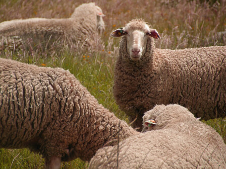 Gezwirntes Strickgarn LL 400 m - Merinoschaf (Wollweis)