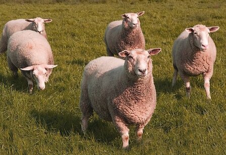 500 g A-Klasse - Wei&szlig;k&ouml;pfiges Fleischschaf (Elfenbeinfarbig)