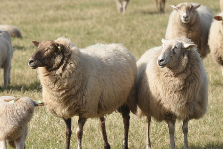 Ganzes Fell A-Kl. - Kempisches Heideschaf (Elfenbeinfarbig)