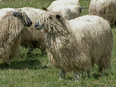 500 g Basisklasse - Wensleydale schaf (Elfenbeinfarbig)