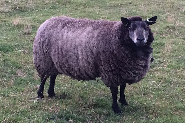 Grijs boerenschaap