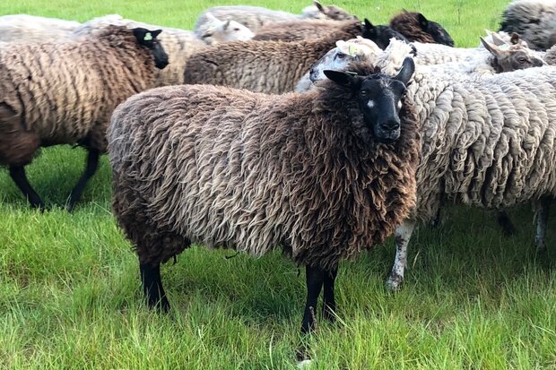 500 g gewaschene Vlieswolle - Veenkolonisten (Grau)