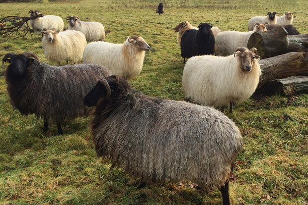 500 g gew. Vlieswolle - Drenter Heideschaf (Braunschwarz)