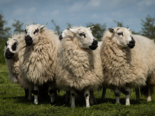 500 g A-Klasse - Welsh Hill Speckled Face (Elfenbeinfarbig)