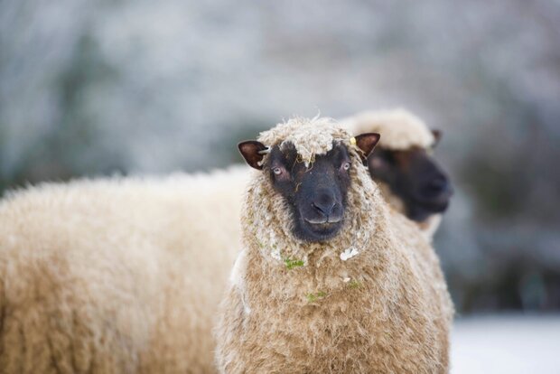 250 g gewaschene Vlieswolle - Llawnenog (Chamois)