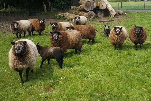 250 g gewaschene Vlieswolle - Blaue Texelschaf (Silbergrau)