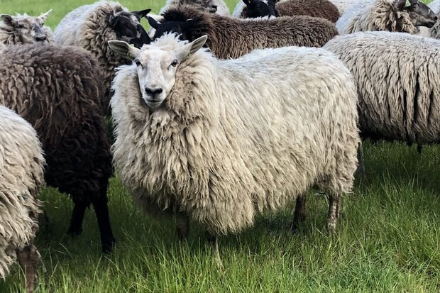 1 kg Lammwol. - Veenkolonisten (Elfenbeinfarbig)