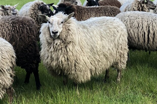 Füllwolle 500 g - Reines luftige Flocken