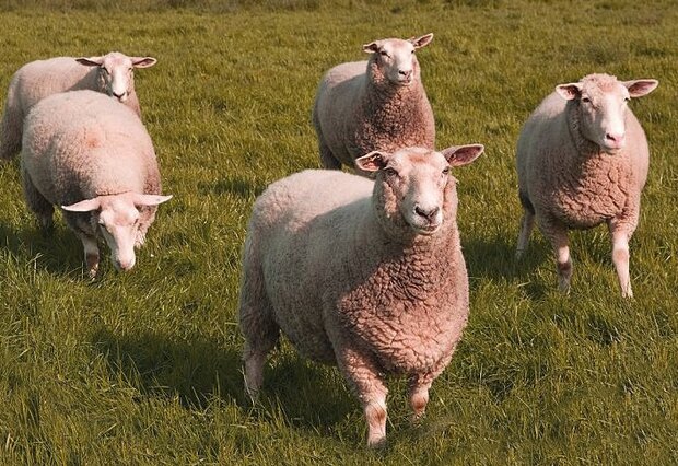 500 g A-Klasse - Weißköpfiges Fleischschaf (Elfenbeinfarbig)