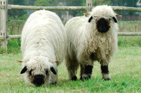 500 g Lammwolle - Walliser Schwarzsnasenschaf (Elfenbeinfarbig)