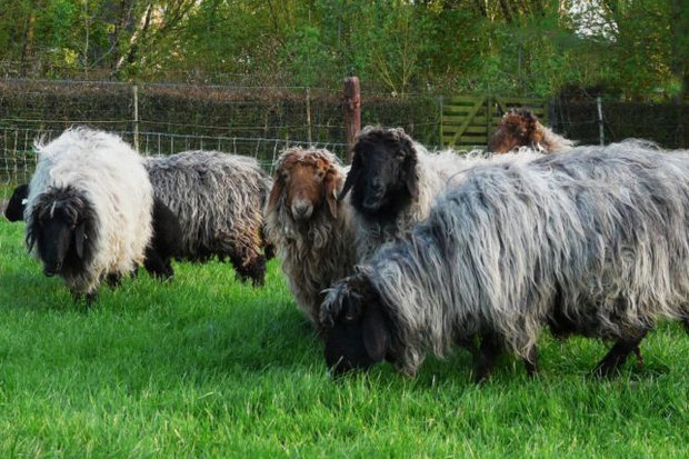 500 g A-Klasse - Karakul (Naturfarben)