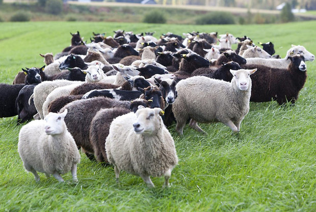 500 g A-Klasse - Finnisches Landschaf (Braunschwarz)